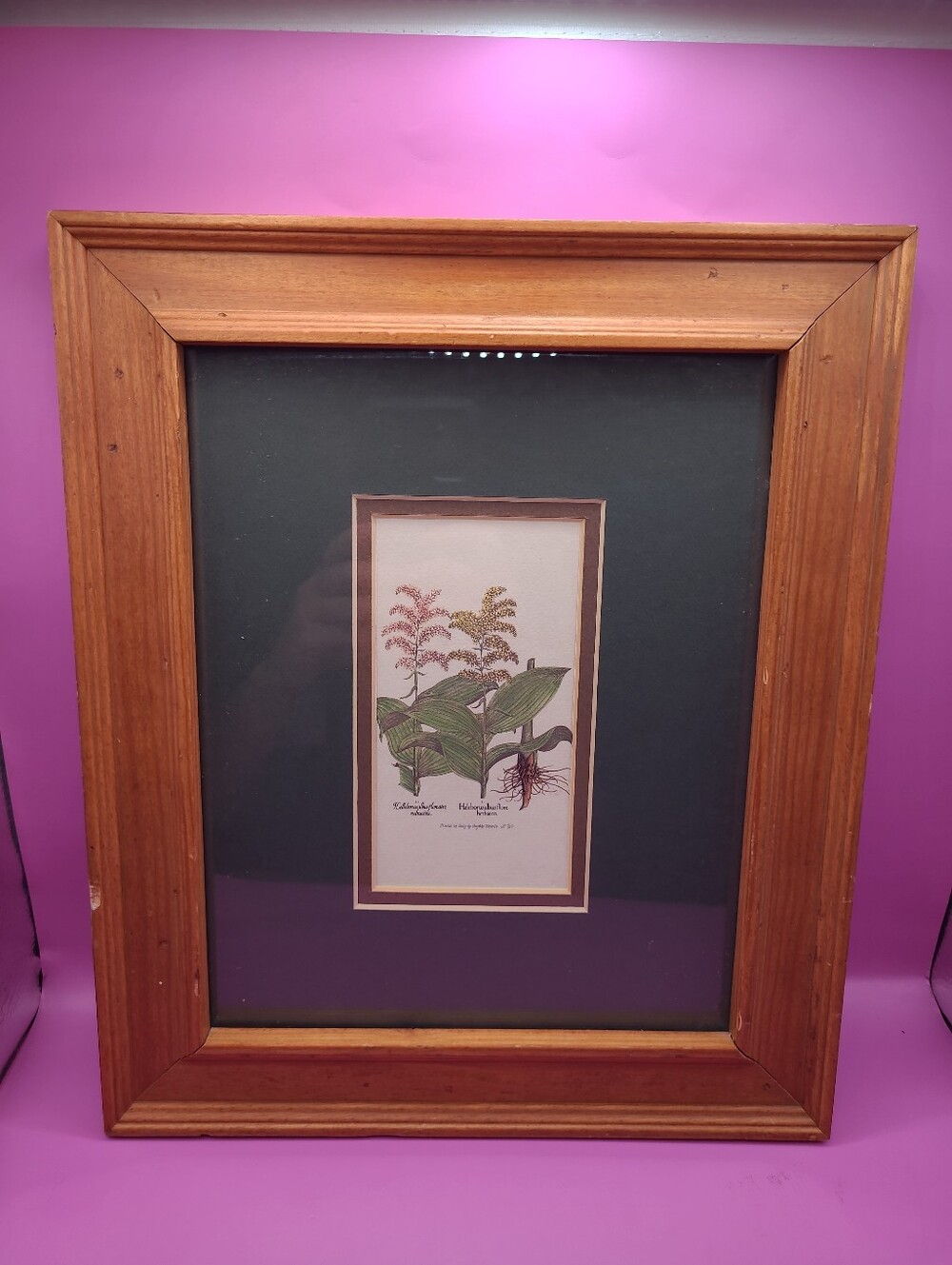 Grafiche Tassotti Botanical Print Helleborus Albus Basilius Besler Framed